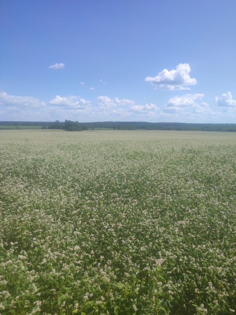 Гречиху и продовольственную пшеницу начали выращивать под Переславлем-Залесским